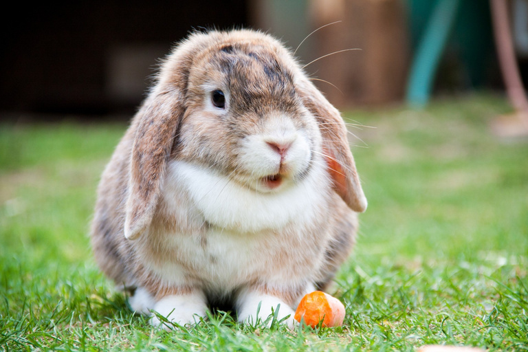 Fluffy Bunny Rabbit