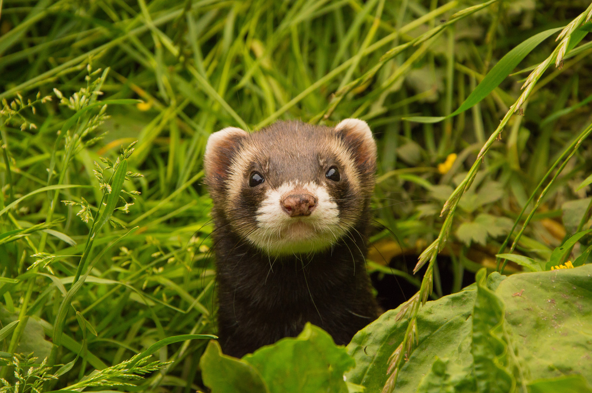 Ferret in the WIld