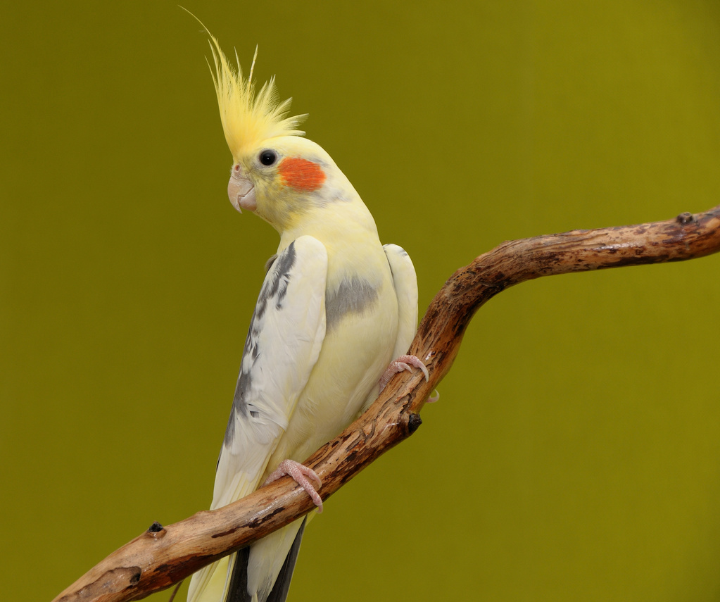 cockatiel parrot