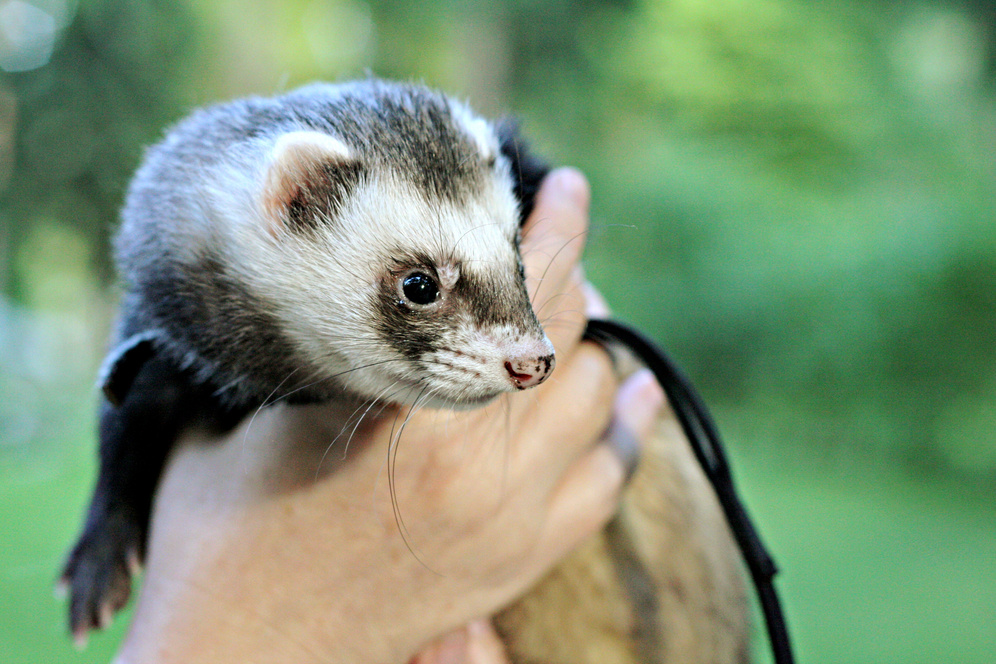 Ferret