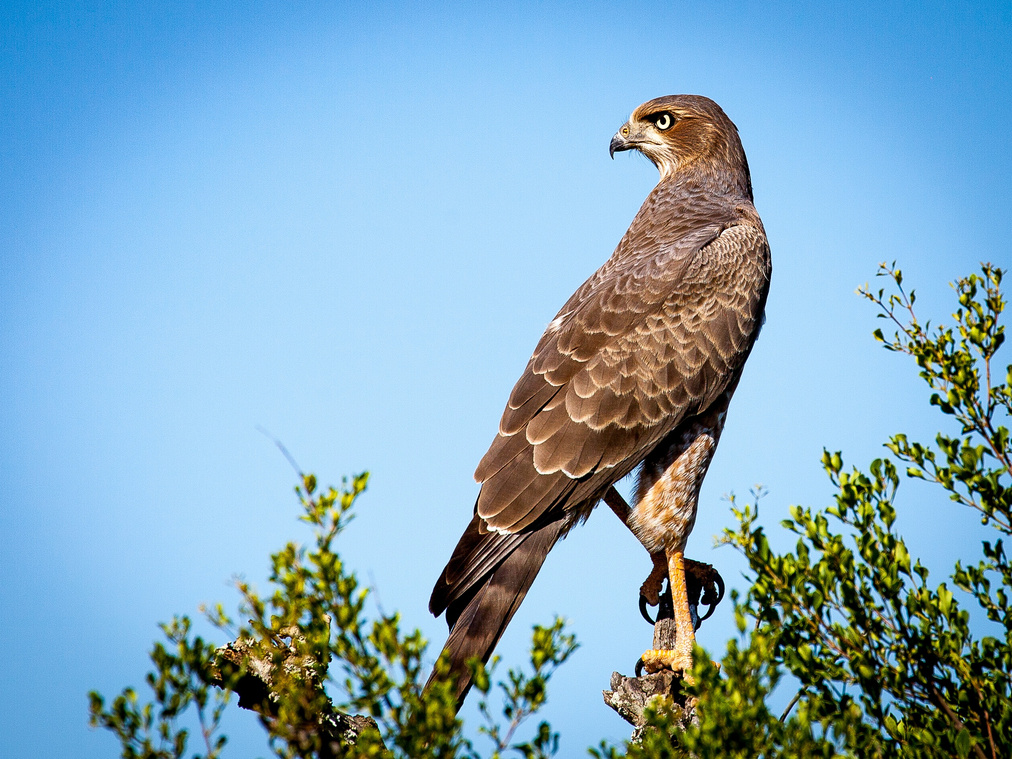Falcon Perched on a Tree Branch