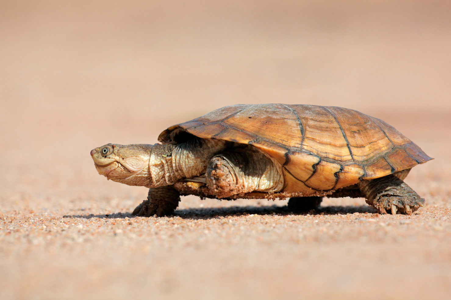 Helmeted Terrapin Walking on Land