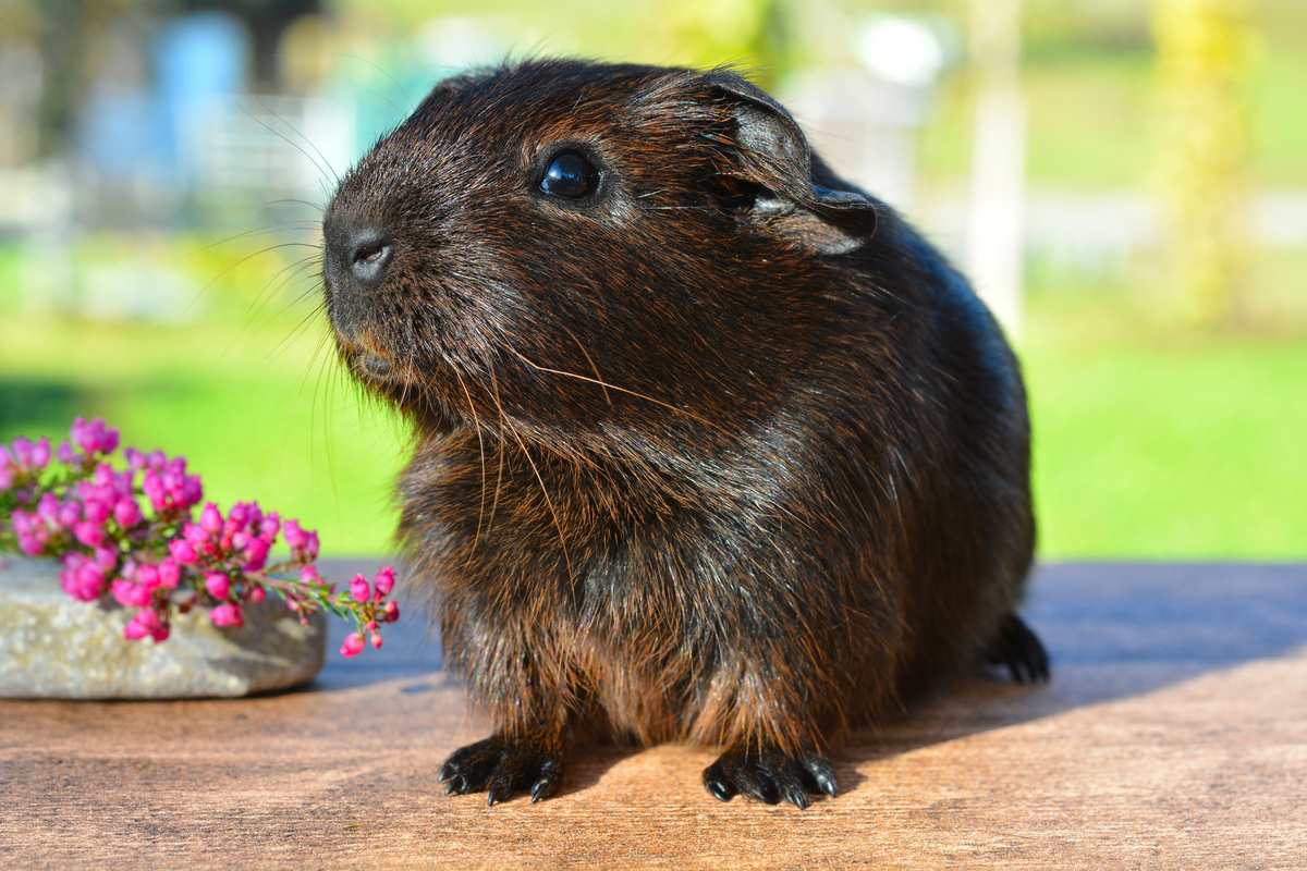 Guinea Pig in Nature