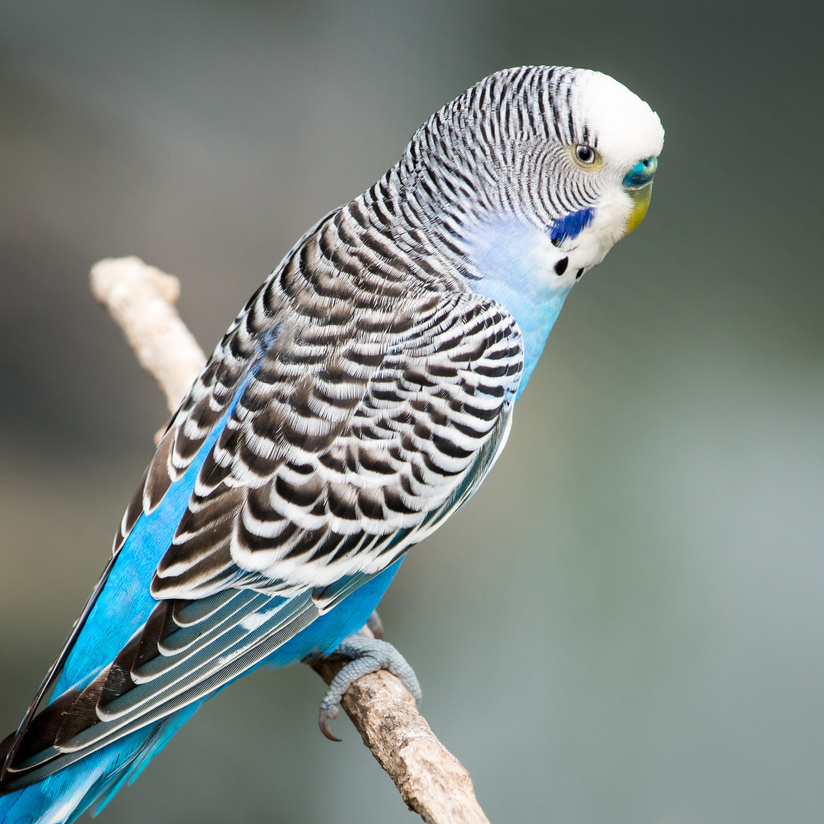 Light Blue Budgie