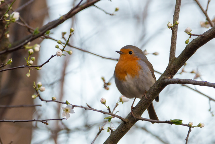 A Small Bird
